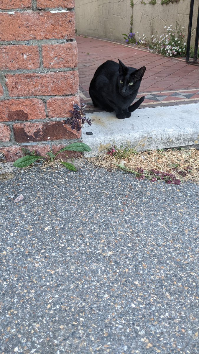 projected_man's tweet image. 