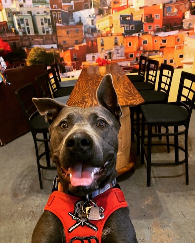 EmpressJAF's tweet photo. @Phil_Mattingly Atrevida Beer Company’s Paw Patrol! Salud 🍻 https://t.co/NG1SIu6bmY