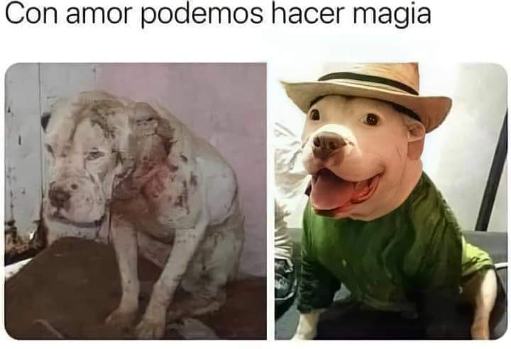 NecesitoUnPerro's tweet photo. La gente que les da una segunda oportunidad se merece el cielo!!👏 https://t.co/Fkz8yaQ3BS