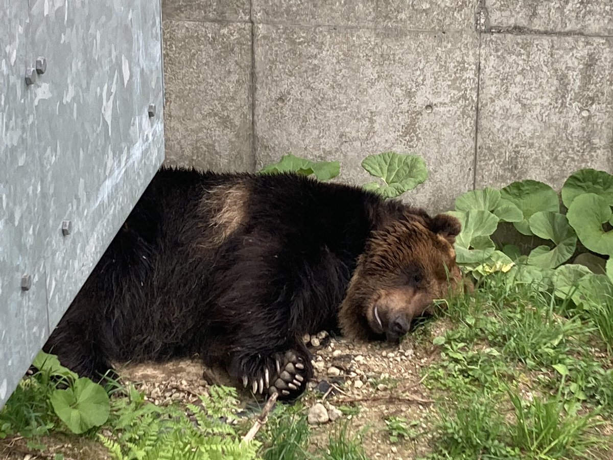 Mitt_FC's tweet photo. 飼育員目線→スヤァ😴
お客様目線→パッカーン🎉
From a zoo keeper's point of view
→ sleeping soundly😴
Customer's point of view
→ open wide!🎉
#ベア・マウンテン #エゾヒグマ #ホルト #ミットファンクラブ
#BearMountain #BrownBear #Horuto #MittFC https://t.co/2jaU1UehK5