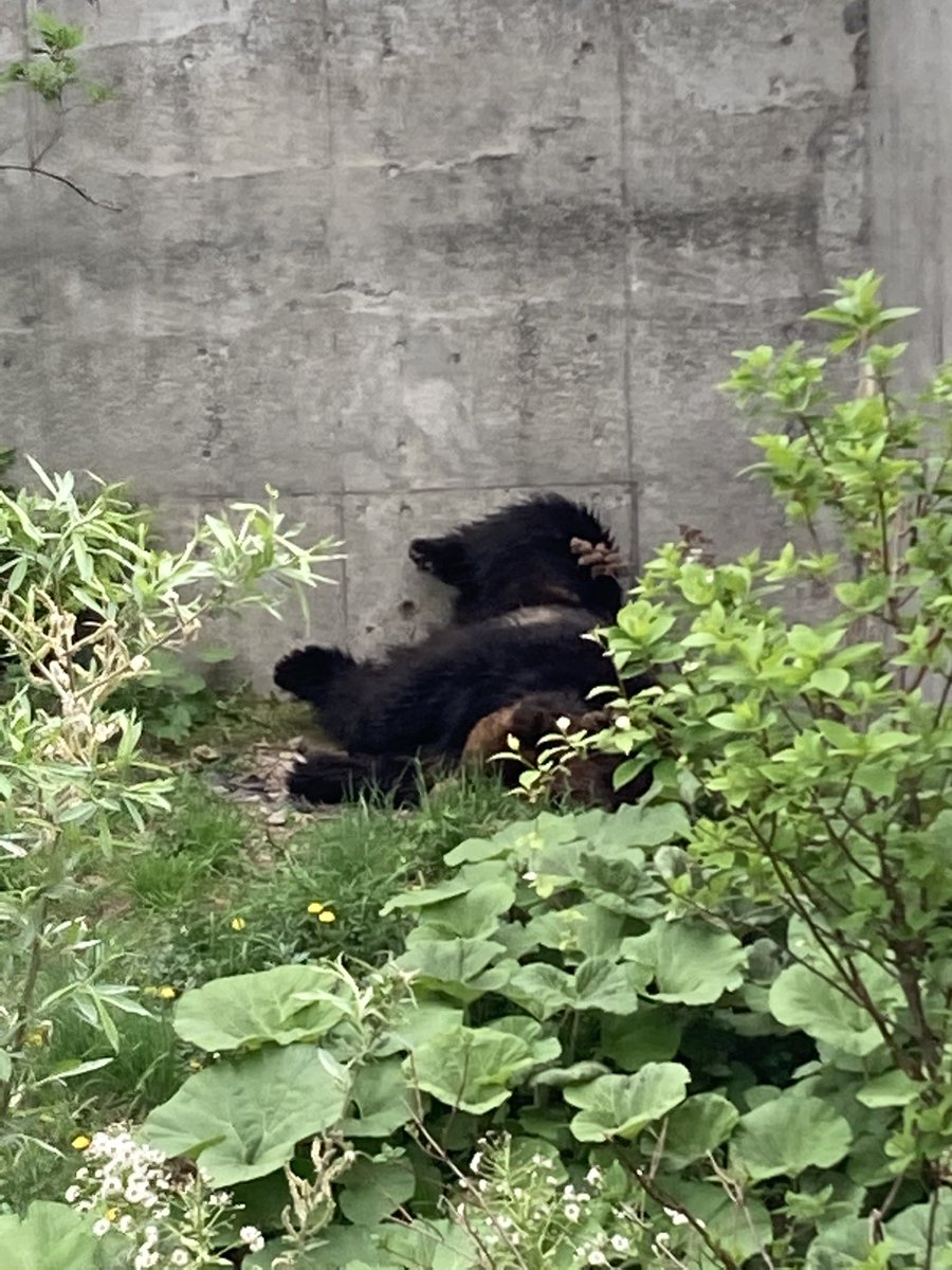 Mitt_FC's tweet photo. 飼育員目線→スヤァ😴
お客様目線→パッカーン🎉
From a zoo keeper's point of view
→ sleeping soundly😴
Customer's point of view
→ open wide!🎉
#ベア・マウンテン #エゾヒグマ #ホルト #ミットファンクラブ
#BearMountain #BrownBear #Horuto #MittFC https://t.co/2jaU1UehK5