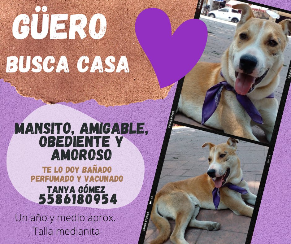 Adópten al Güero. Es el perrito más noble y lindo 💜 Compartiendo también tiran paro.