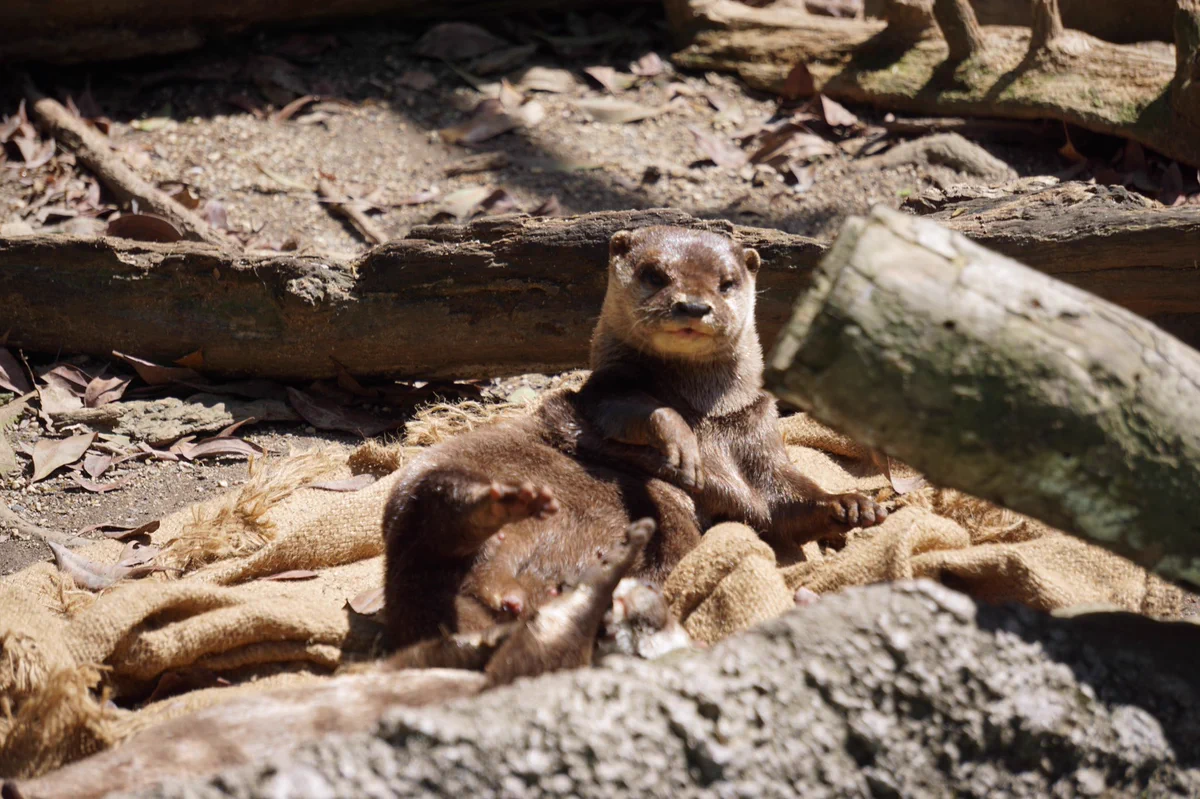高知県立のいち動物公園【公式】 on X: 