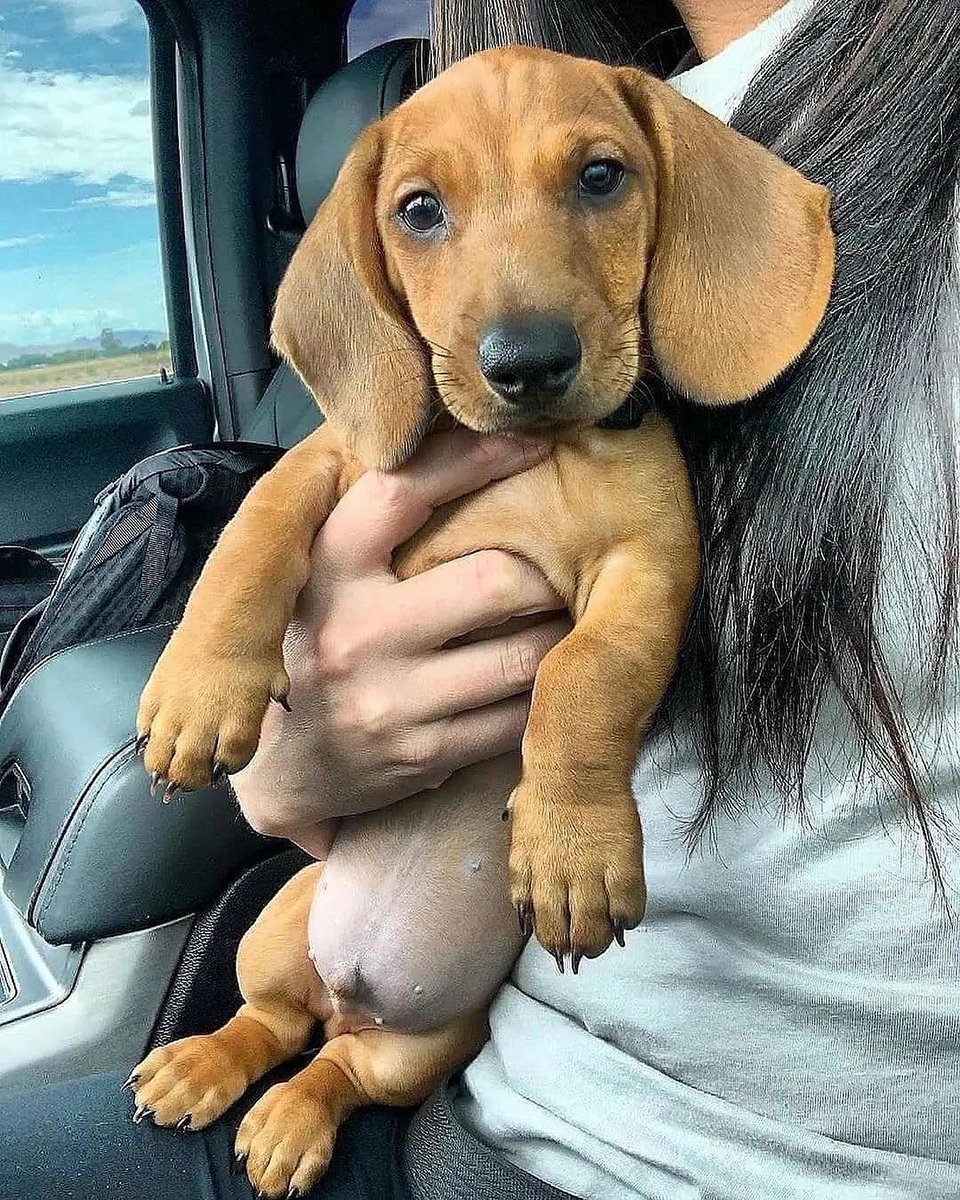 Dachshund Heaven USA tweet media