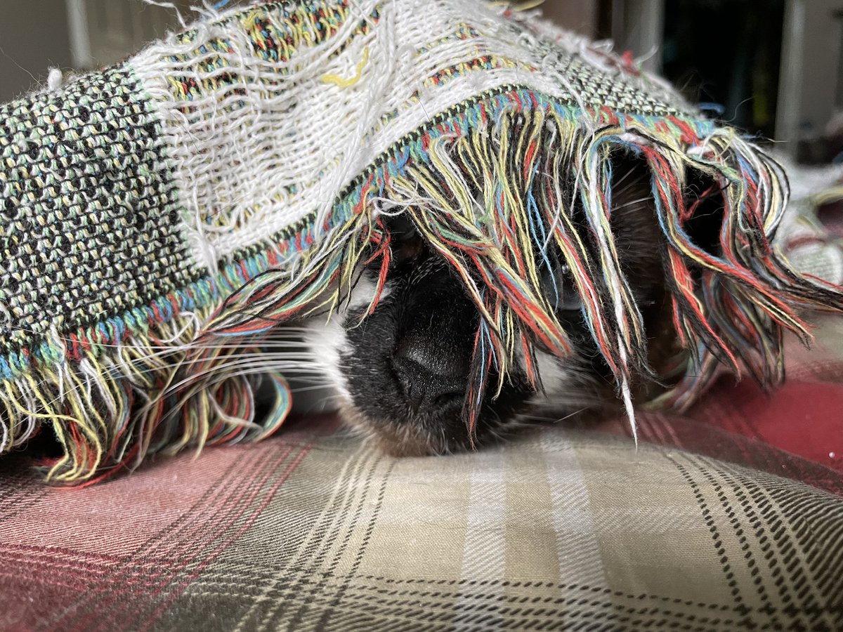 BigMinnieMoo's tweet photo. Mondays, amirite?
#Cats #CatsOfTwitter https://t.co/oUa7Ec502p