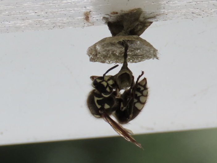 sdoppler2's tweet image. White Faced Hornet trying to move in. 
#MayPatternChallenge