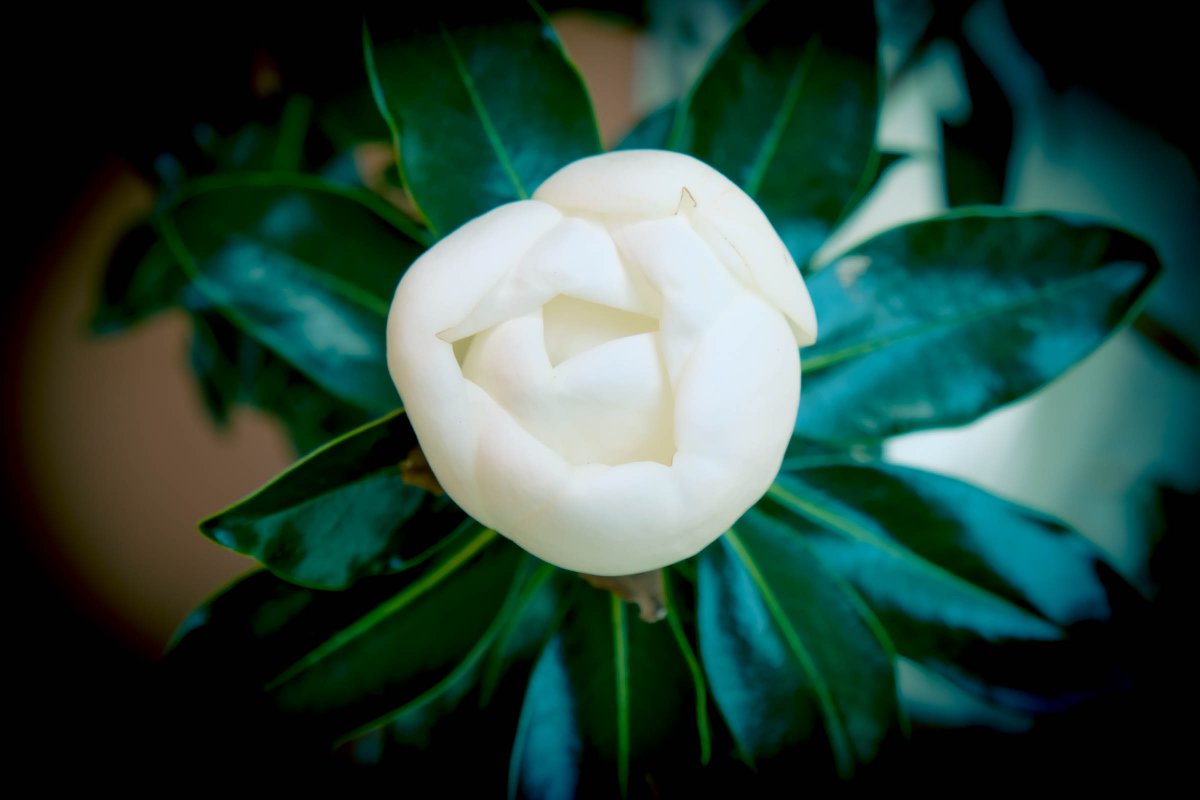 LazardeP's tweet photo. Magnolia in Nola

#magnolia #nola #nolaphotography #neworleans #flowerphotography https://t.co/DymOCh3YX4