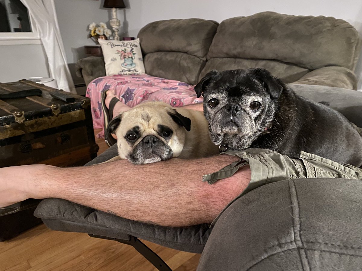 The family went out tonight and left us alone for a little bit. How dare they?!?! We’re making our disapproval known #fawnpug #blackpug #pug #dogsoftwitter #AdoptDontShop #pout #RescueDogs #pugsoftwitter