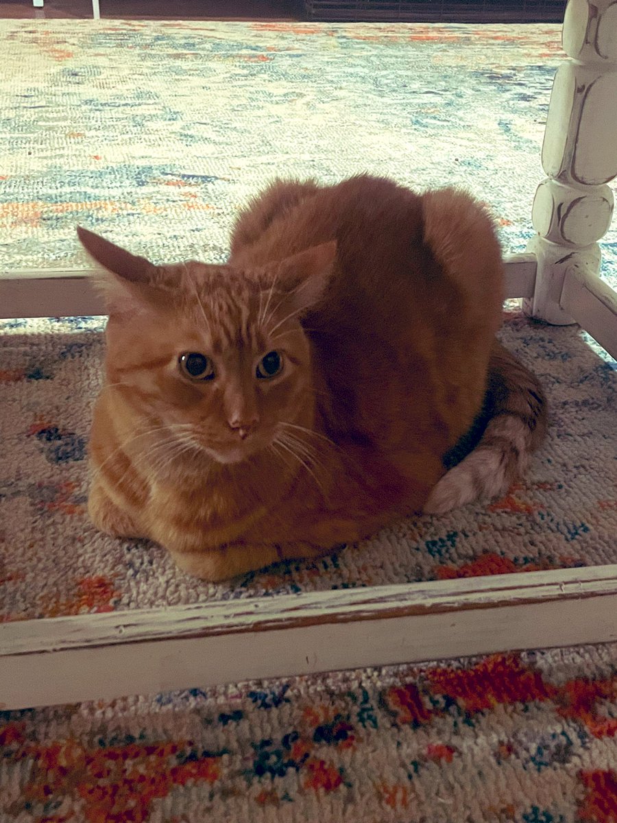 SarahStadnik34's tweet photo. 10/10 Loaf #Oswin #CatsOfTwitter #loafcheck https://t.co/0qvFTc974V
