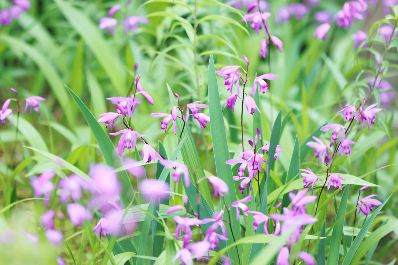 טוויטר Neo Himeism בטוויטר 紫蘭 シラン 花言葉は あなたを忘れない 変わらぬ愛 など T Co Ykrvoqbw5q