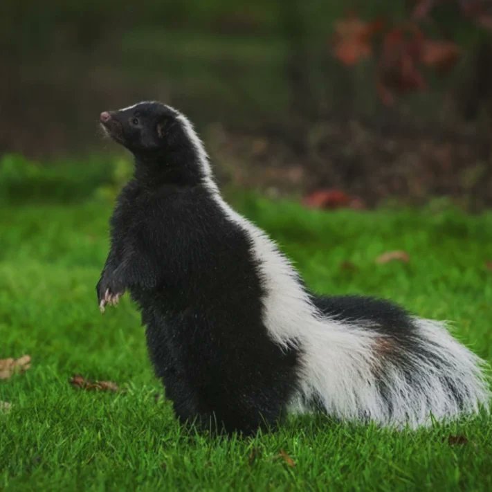 It has Begun! Our "Wake And Bake" Seed line drop date will be posted tomorrow! As for our 1980's Skunk and Northern Lights we officially feminized the moms tonight and put them into flower, so it should be toooo much longer before everyone gets to experience these rare terpenes!