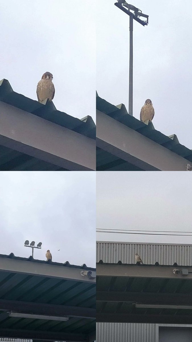JianaraF's tweet photo. Iba de camino a mi vehículo, me miró y me acerque, nos miramos y se fue... Falco Sparverius, Cernícalo.
#cernicalo #falcosparverius #halconcito #Antofagasta #Chile https://t.co/pWEhThTSpw