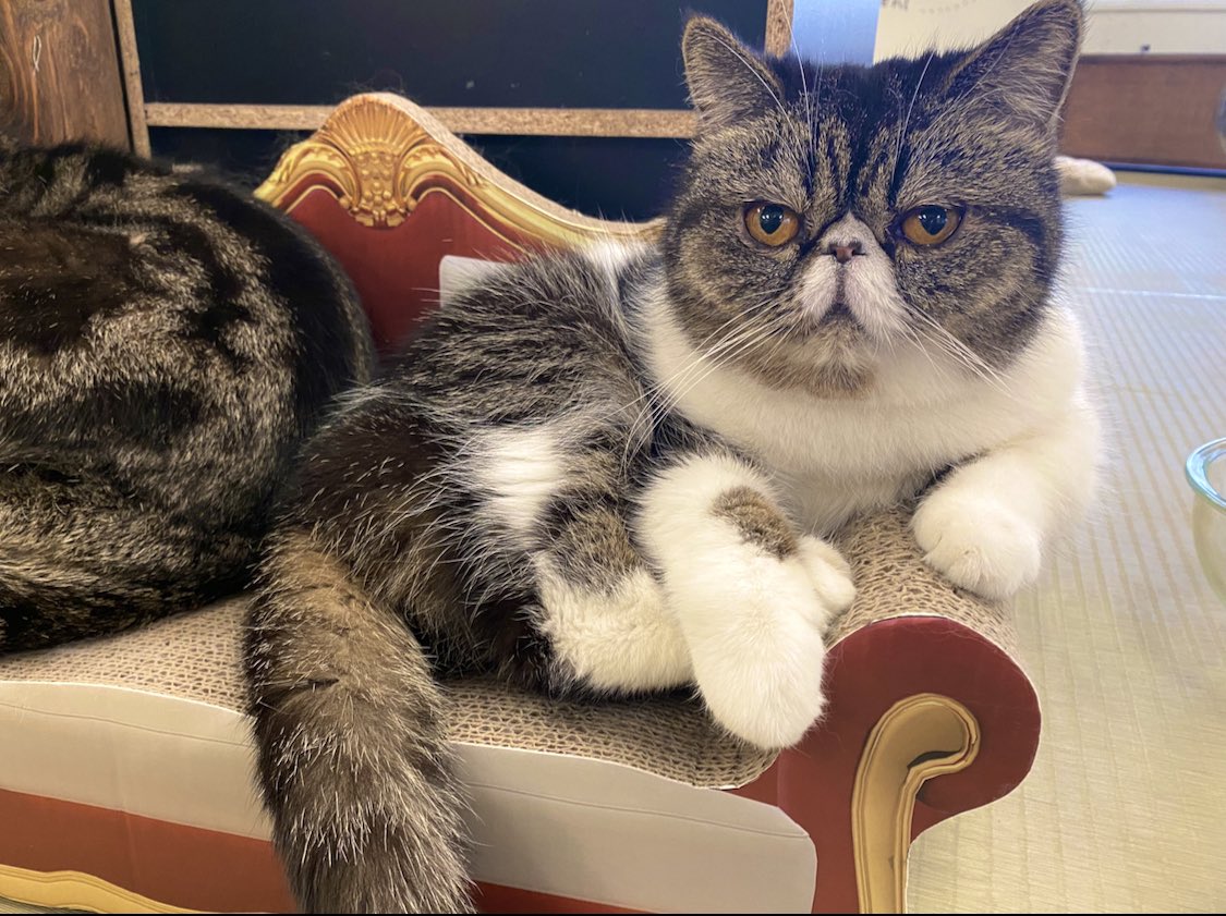 _neko222's tweet photo. エキゾ × エキゾ 💗💖
エキゾ好きには堪らない最強フェイスコンビ- ̗̀🤝 ̖́-
 #猫カフェにあにゃあ 
 #エキゾチックショートヘア 
 #こんぶわかめ https://t.co/kThA8EtaQZ