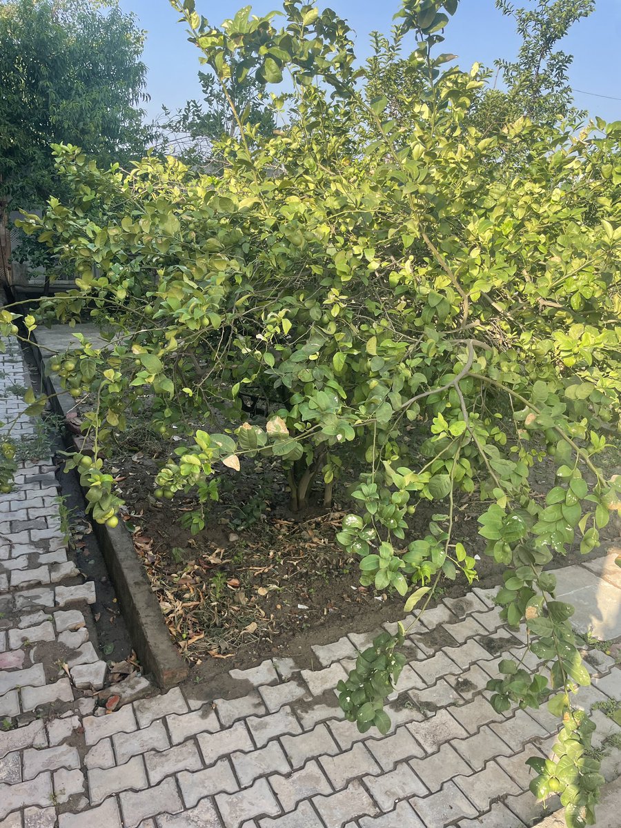 Sachi_iin's tweet photo. You dont need to show net growth..
#lemon_tree is enough😂😂 https://t.co/f0AgVxaXEl