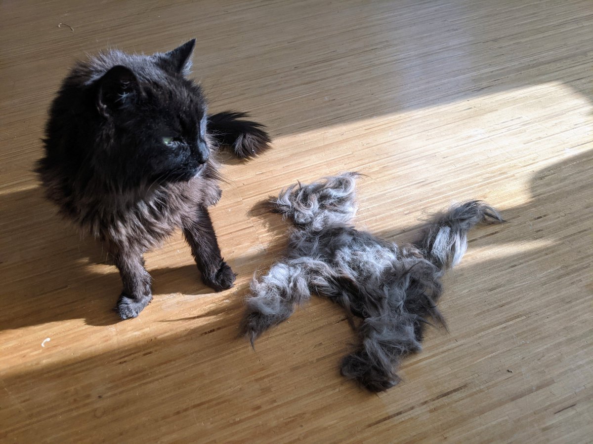 JenMsft's tweet photo. When your cat sheds enough to make another cat https://t.co/4VOuRLdNdB