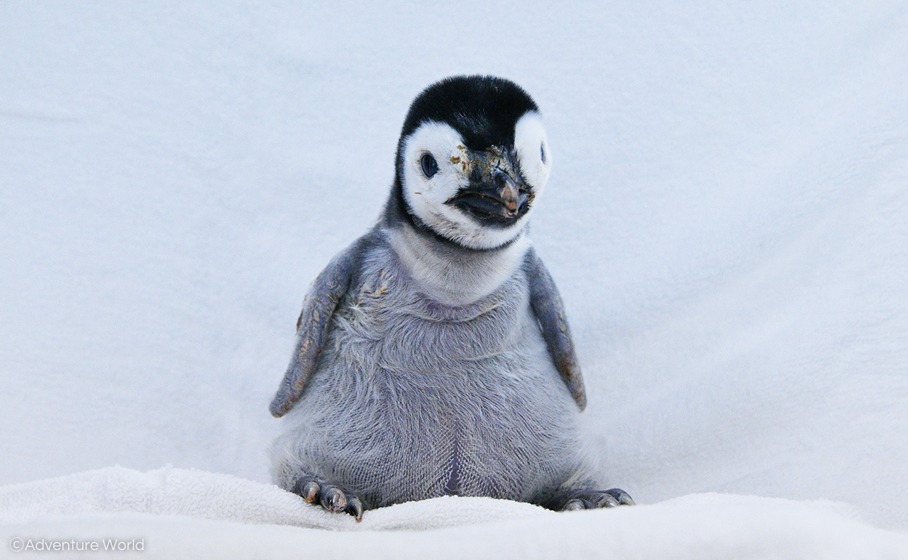 Twitter 上的 アドベンチャーワールド 公式 オンライン講座でペンギン繁殖秘話を学ぶ 5 29 日 13 30 Nhkカルチャー様のオンライン講座で ペンギンの世界 未来の繁殖を見据えて を開催 国内初のエンペラーペンギンの赤ちゃん誕生 育成に関わったベテラン