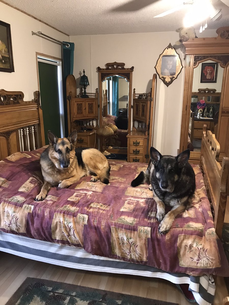 Dogfther's tweet photo. @This_Isnt_Greg The bed masters! https://t.co/odnrcivZfP