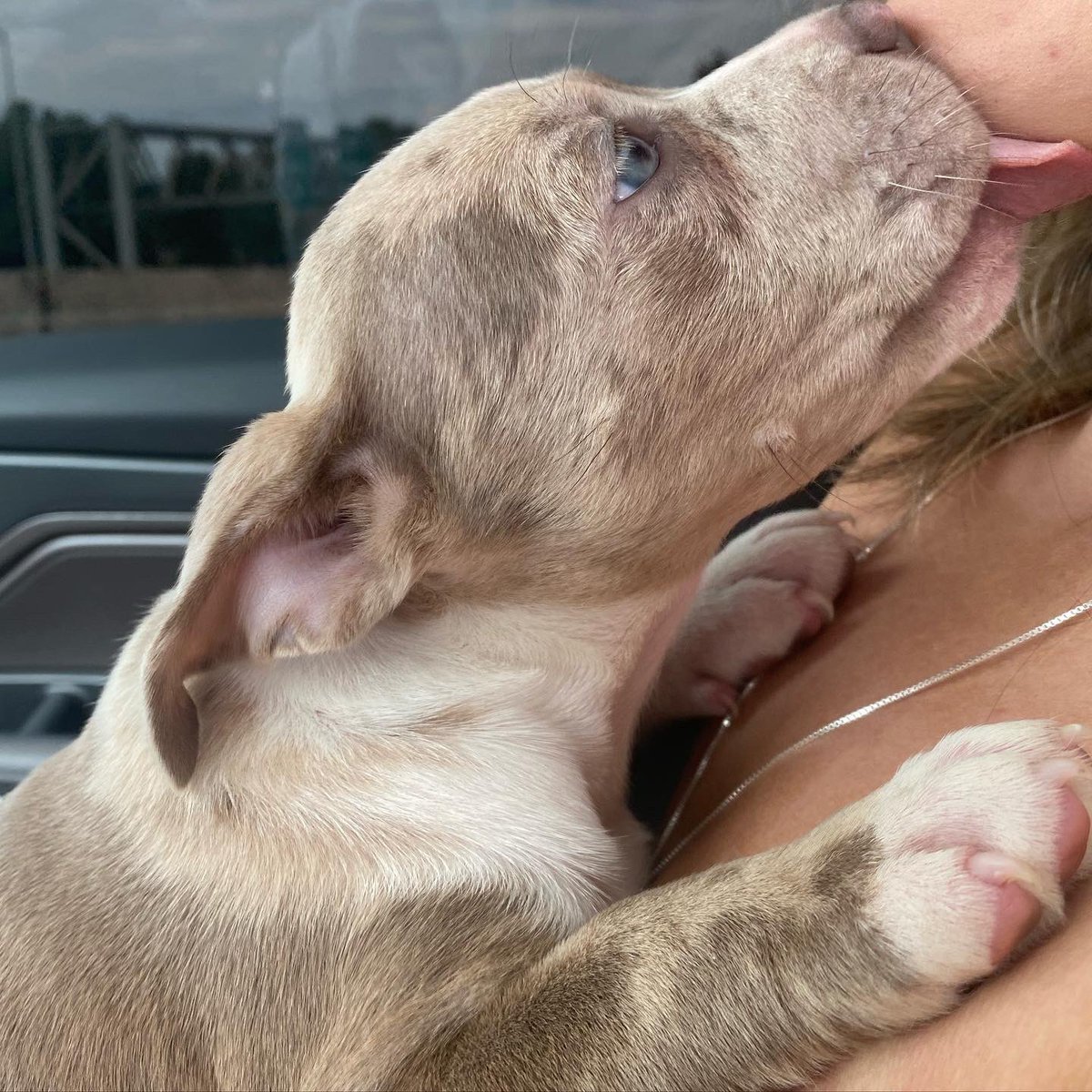 T1FLIGHT's tweet photo. Cashed on out my new Merle pocket bully . Meet Mia https://t.co/lxiP48W2Sx