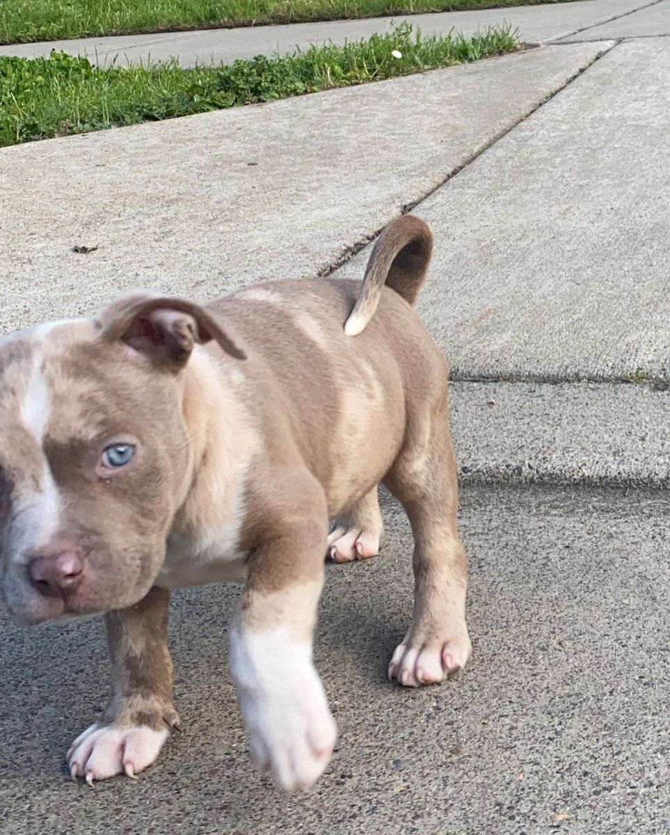 T1FLIGHT's tweet photo. Cashed on out my new Merle pocket bully . Meet Mia https://t.co/lxiP48W2Sx