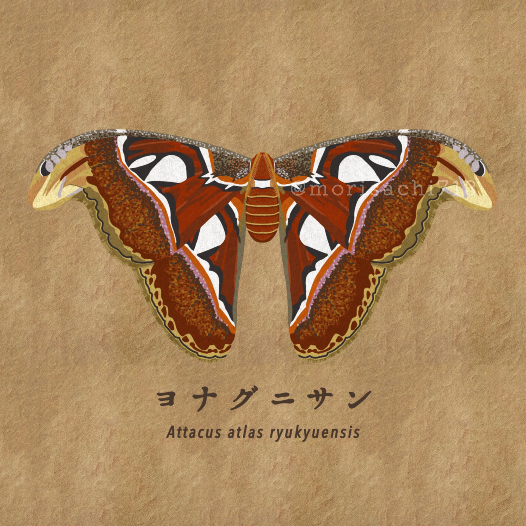 Sachiko🐸 (morisachi713ENG@) / X