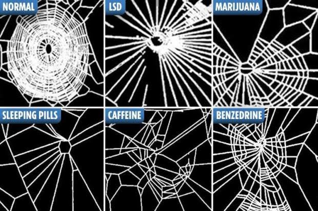 NASA once fed spiders drugs and watched how it would affect their webs. This was their findings