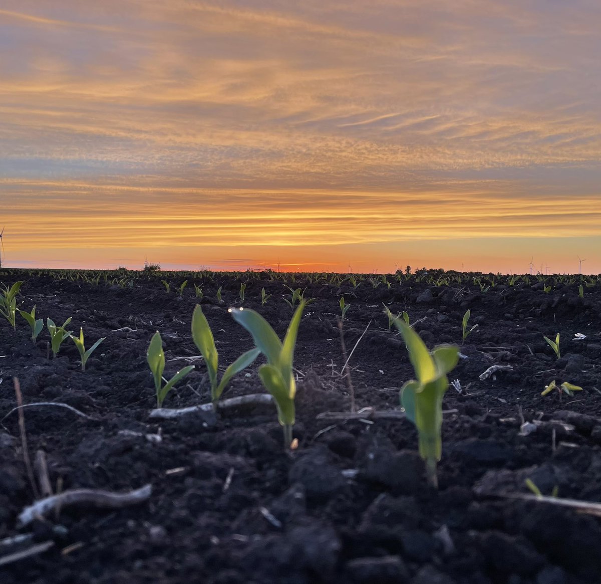 Always enjoy this time of year watching the seed spur life above ground!  Plants never fail to impress!
