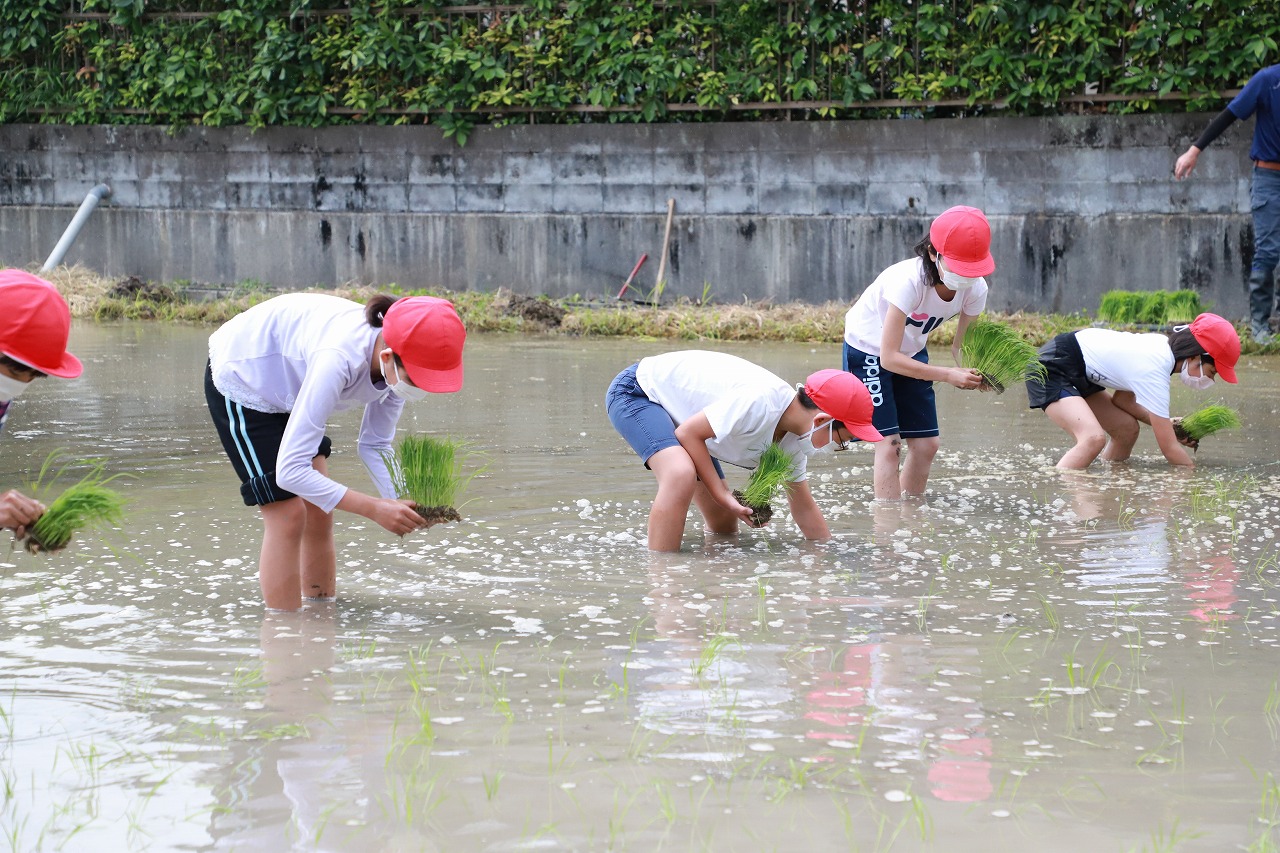菊川市公式 河城小 田植え体験 同校５年生38人が河城地区センター東側水田で ｊａ遠州夢咲職員の指導を受けながら田植え体験 最後には 代表児童が指導のもと田植機の運転も体験 緊張ドキドキ 今後 児童たちは 稲刈りや自分でイラストを描いた袋に