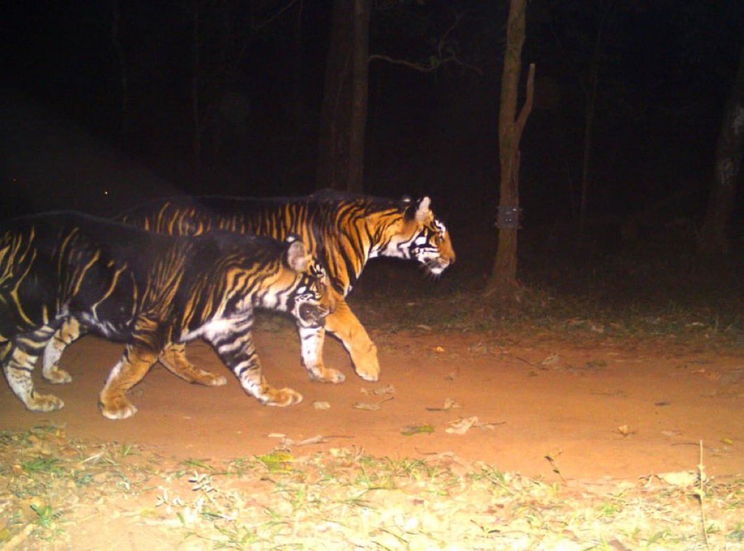 rameshpandeyifs's tweet photo. Do you know where these melanistic tigers are found in the country? The reason behind these melanistic tigers is genetic mutation, ‘a spelling mistake in DNA’ in most simpler words. https://t.co/iKD3xjjzRF