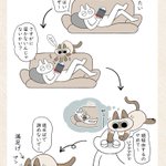 迂回するルートに選んだのは飼い主の頭･･･!可愛くて癒されちゃう猫漫画!