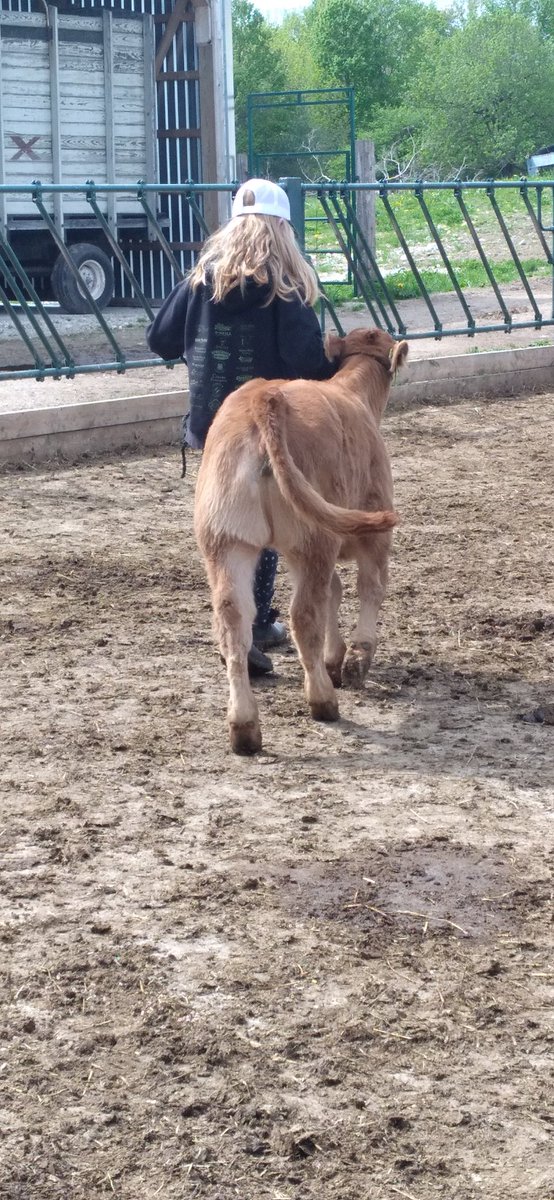 ML_LakesideFarm's tweet photo. Success is when they get big enough to halter break their own calves😁 startem young #halterbreaking #babycalves #farmher #cdnlimousin https://t.co/Hqfzm56HcX