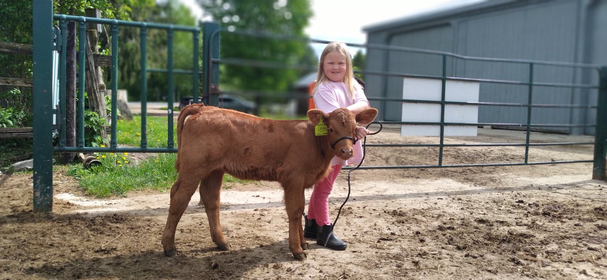 Success is when they get big enough to halter break their own calves😁 startem young  #halterbreaking #babycalves #farmher #cdnlimousin