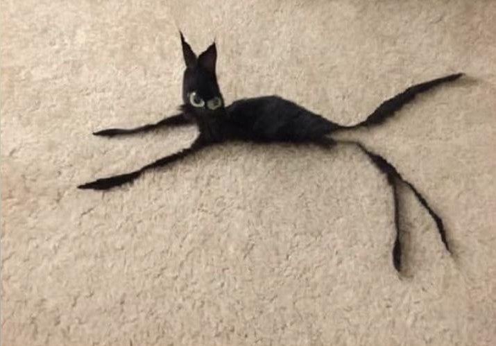 _WECKLESS's tweet photo. @JenMsft The other cat https://t.co/Gp1SBjDeXg