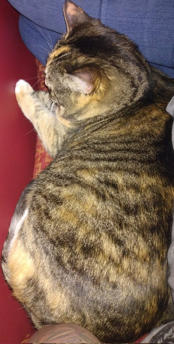 KaimanaKairi's tweet photo. Fatigue and headache is a huge part of #Sjogrens and #Lupus, and #spinalarthritis really gives it a kick! Thankfully, my Artemis is always a willing cuddle partner when I need to lay down. After a long stream, it's nice to stretch and rest my back, and it's completely worth it! https://t.co/lOejAhtC1R
