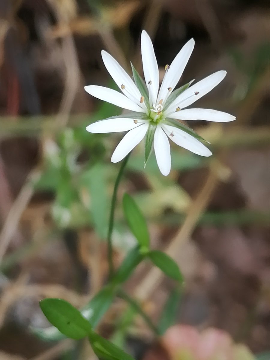 Good morning friends.  Happy Tuesday and good mood☕❤️
#nature #NaturePhotography #TwitterNatureCommunity #photography #flowerbeauty #flowerphotography