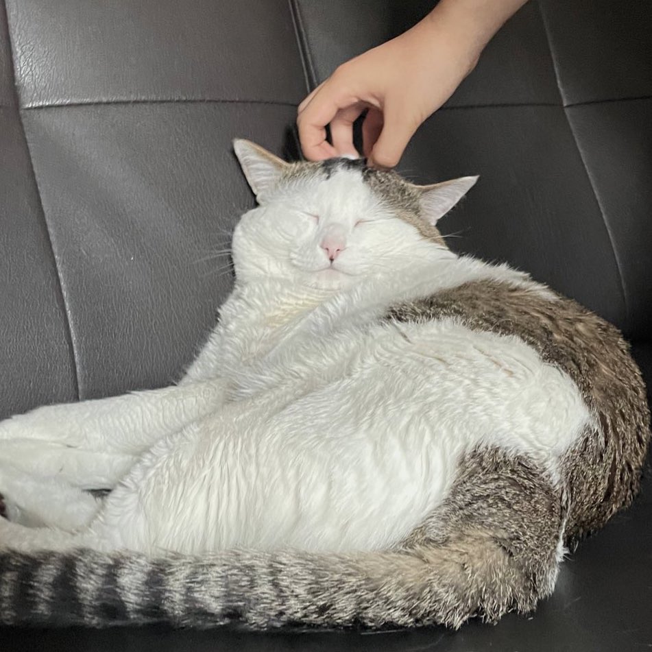 오늘 사진은 저희집 고양이 🐈‍⬛🐈🐈‍⬛