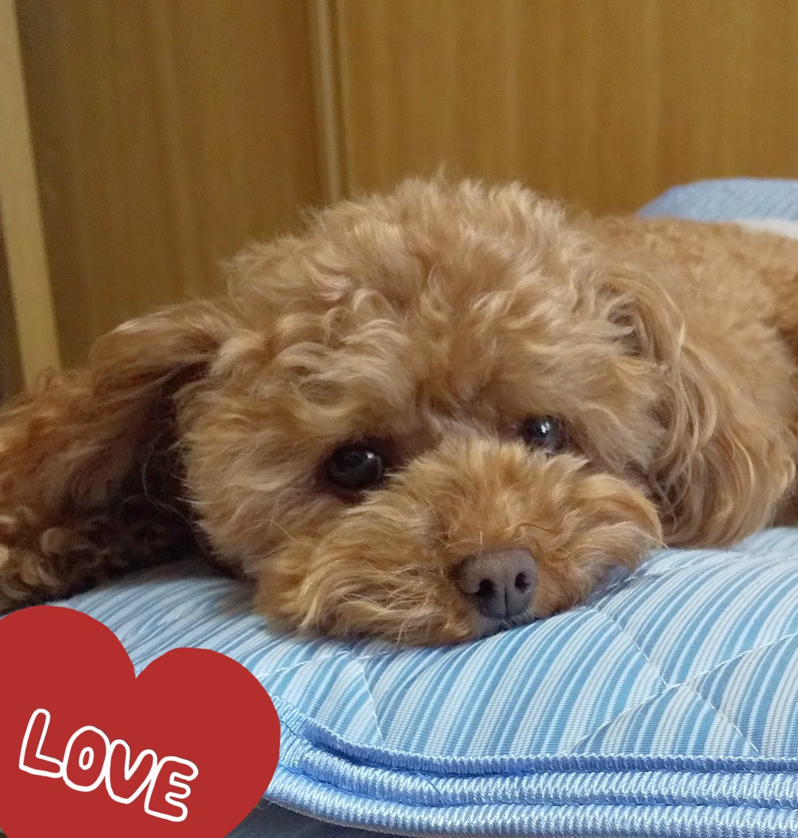 年中無休 参考 ドラマティックプードル 絵画