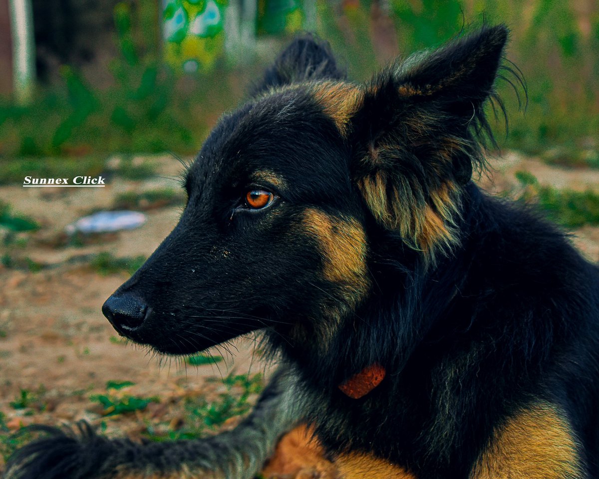 sunnexclick's tweet photo. Success hits different when nobody believes in you..
#MyPhotography
#SunnexClick
@dog_feelings
@TheCryptoDog https://t.co/iy8gv5PsQq