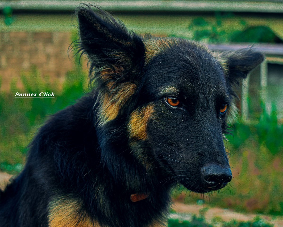 sunnexclick's tweet photo. Success hits different when nobody believes in you..
#MyPhotography
#SunnexClick
@dog_feelings
@TheCryptoDog https://t.co/iy8gv5PsQq