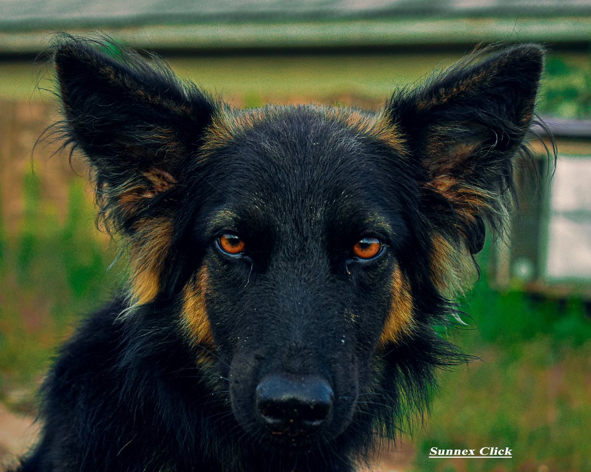 sunnexclick's tweet photo. Success hits different when nobody believes in you..
#MyPhotography
#SunnexClick
@dog_feelings
@TheCryptoDog https://t.co/iy8gv5PsQq