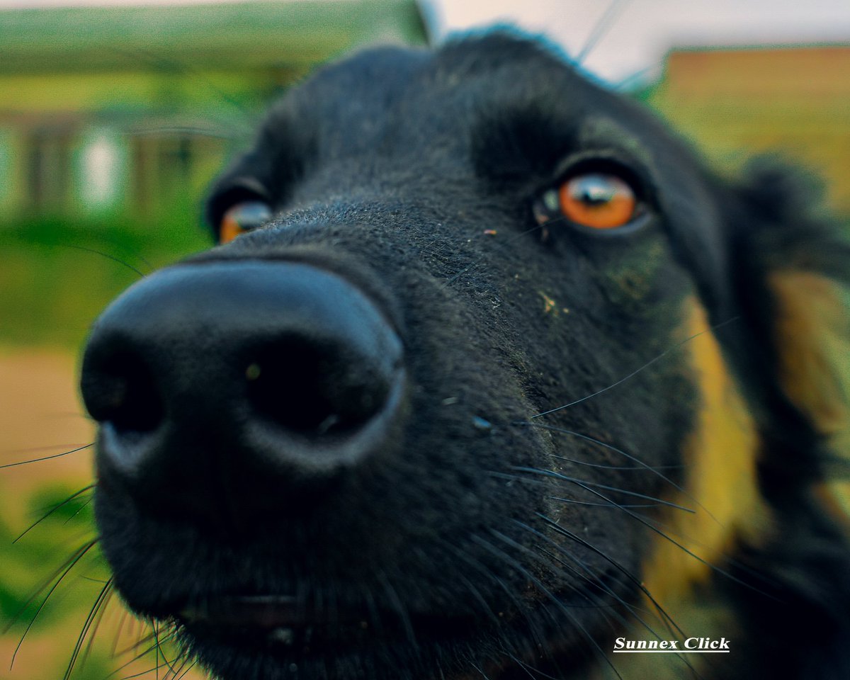 sunnexclick's tweet photo. Success hits different when nobody believes in you..
#MyPhotography
#SunnexClick
@dog_feelings
@TheCryptoDog https://t.co/iy8gv5PsQq