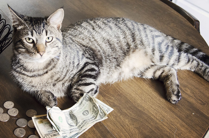 'I saw you leave early this morning. Is this all the money you made today?' 😹😘😸
#NationalLuckyPennyDay 

@ThePhilosopurr @GeneralCattis @HarryCatPurrs @CatFanatic9 @LuminousNumino1 @TERRYW_UK @lymeist @PeterRABBIT67 @YogaGer @briano29 @eliznoelle @ranchera71 @EringoB02429272