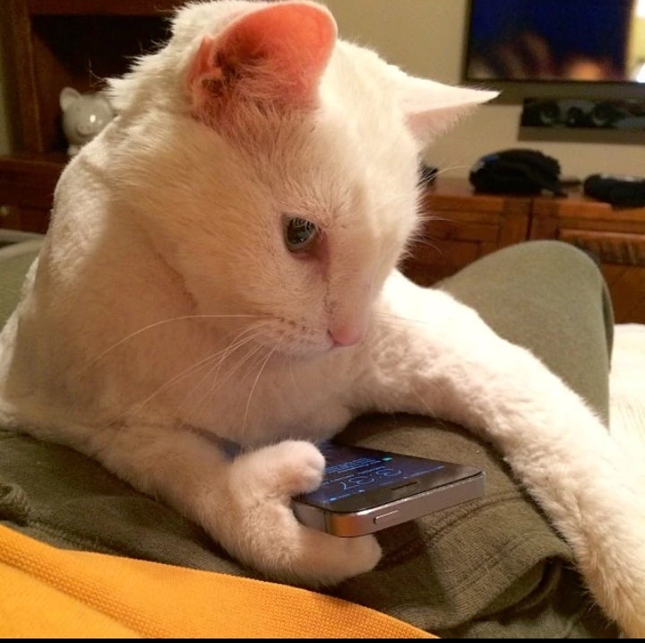 cats being weird little guys 👅 (@weirdlilguys) on Twitter photo 