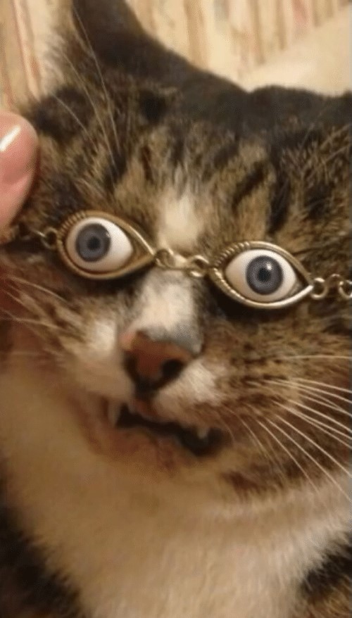 cats being weird little guys 👅 (@weirdlilguys) on Twitter photo 