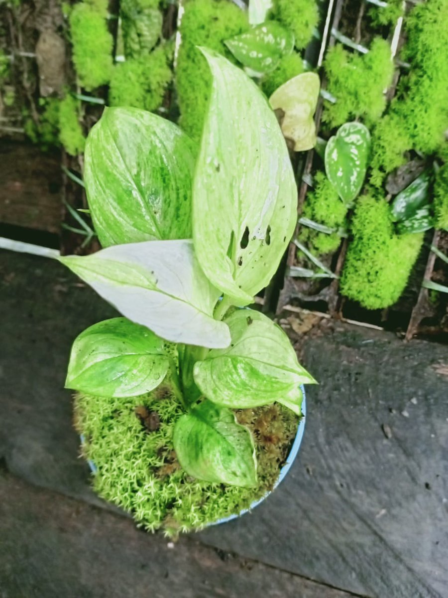 Linus24709044's tweet photo. Beautiful Scindapsus Parkensis Variegated
#rareplant #beautifulplant https://t.co/yzyFCjdTrh