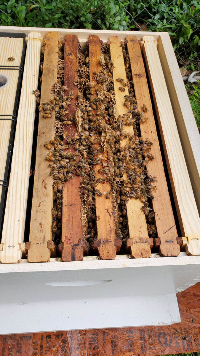 MrBehrmann's tweet photo. These Golden Cordovans are so cute. More Bee content over on my Insta stories. @-bradleyjbehrmann #BJBees https://t.co/w1Zm9vZ7BV