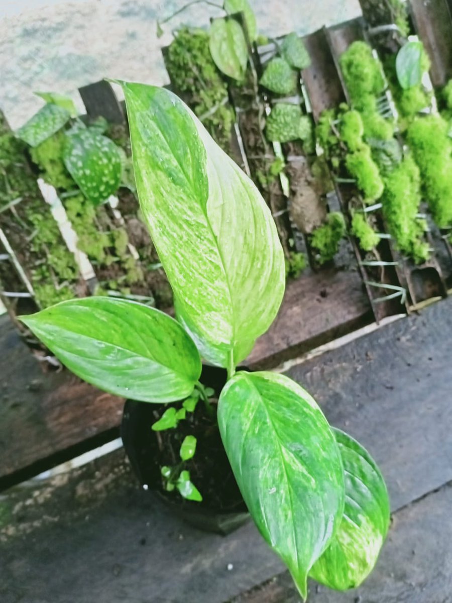 Linus24709044's tweet photo. Beautiful Scindapsus Parkensis Variegated
#rareplant #beautifulplant https://t.co/yzyFCjdTrh