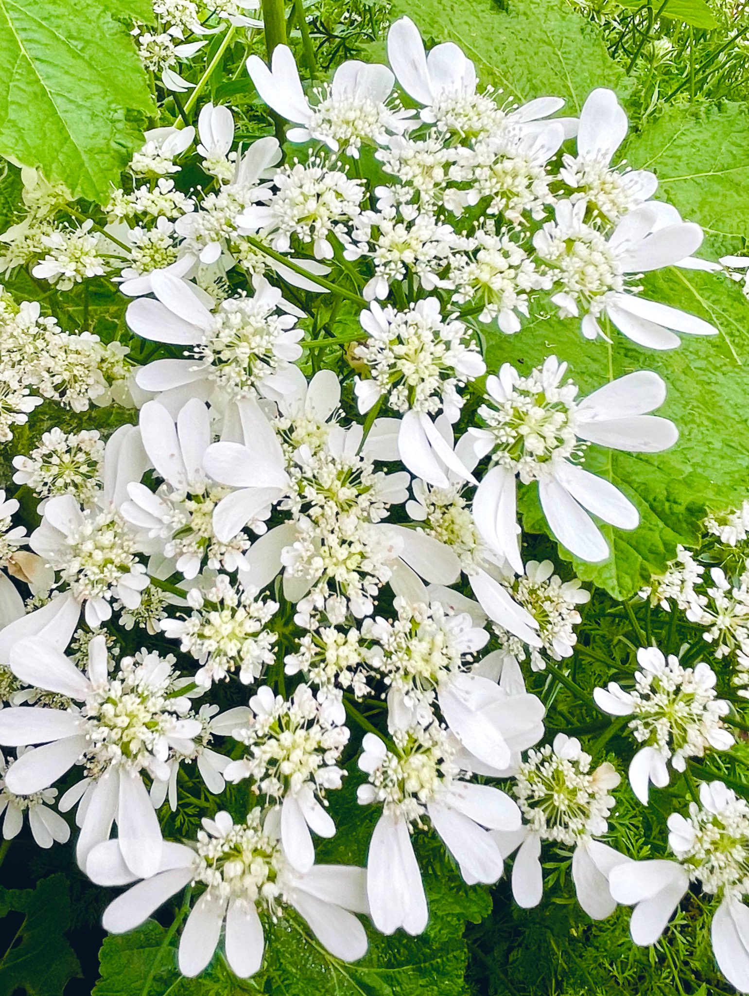 ミント マリー バジル よしママ いいねとリツイート ありがとうございます 庭のお花を部屋に飾りました 部屋が明るくなります Smap 私の 世界に一つだけの花 Tlを花でいっぱいにしよう 花好き 庭の花 庭の花を部屋へ ガーデニング オルレア