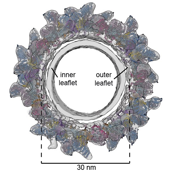 🚨 New preprint alert! 🚨: Ever wondered how tubulovesicular carriers are formed in cells, how viruses hijack them, and what that might have to do with Arfs and AP adaptor complexes? Check out our new #teamtomo preprint out now on <a href="/biorxivpreprint/">bioRxiv</a> biorxiv.org/content/10.110…