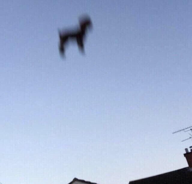 unidentified flying dog