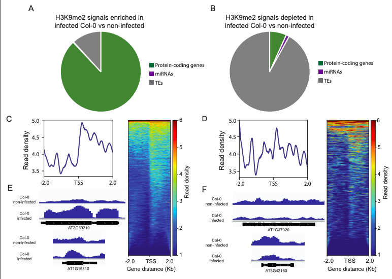 Arabidopsis SUVH5/6 is silenced by miR778 upon cyst nematode infection, leading to H3k9me2 depletion and transcriptional reprogramming. Interestingly, SUVH5/6-binding preference shifts from TEs to protein-coding genes in nematode-infected roots. doi.org/10.1093/plphys…